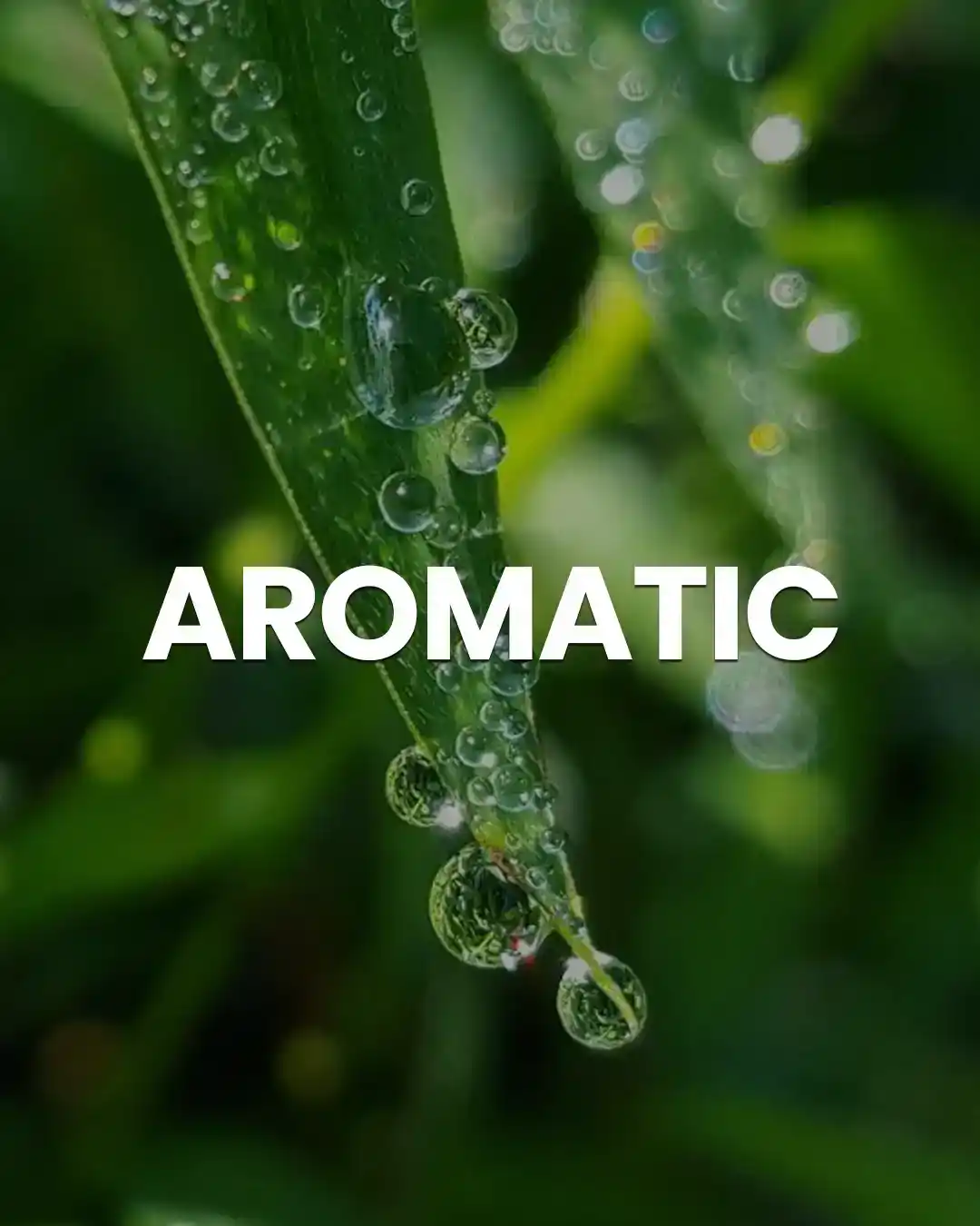 Aromatic